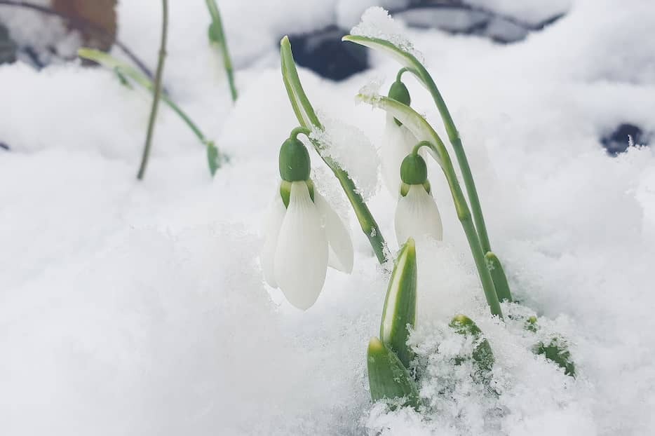 SnowDrop*＊-当サロンについて-白山市よりオンラインカウンセリングで